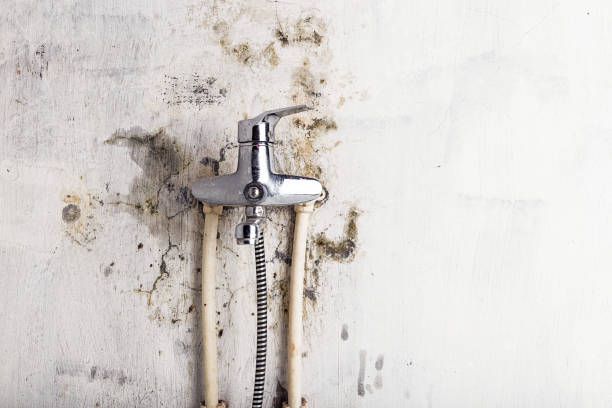 Mold Testing and Removal in Beecher, MI