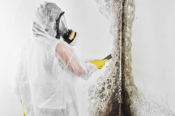 Best Certified Mold Removal  in Beecher, MI