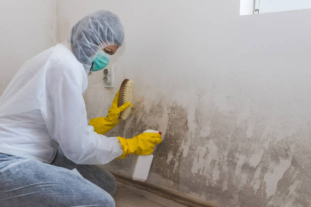 Best Mold Remediation  in Beecher, MI