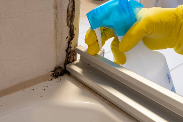 Best Black Mold Removal  in Beecher, MI