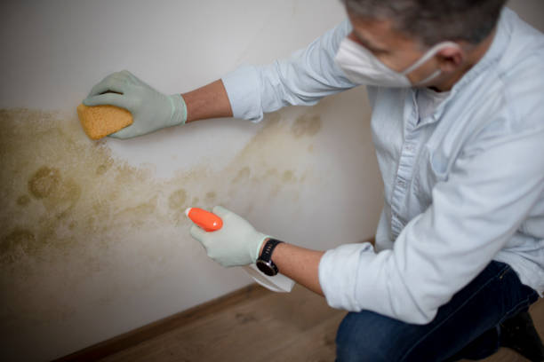 Best Office Mold Removal Services  in Beecher, MI