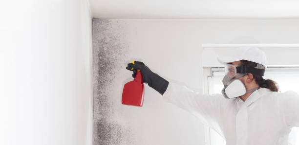 Home Mold Removal in Beecher, MI